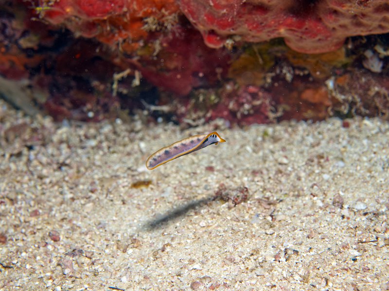Rubiah Sea Garden, Flatworm